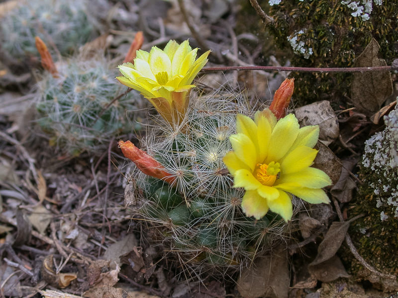 Mammillaria baumii